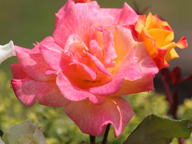 🌳 네무노키 정원(시나가와 구립 네무노키노니와) 이미지 6